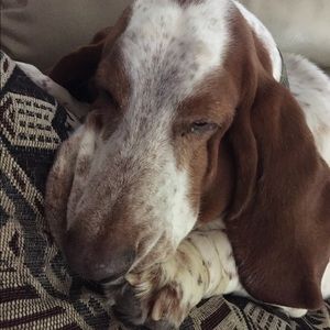 Meet your Posher, Joy